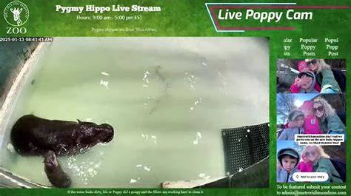 Live cam stream directory website interface